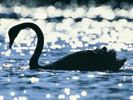 Animal swan HD Desktop Wallpaper | Background Image