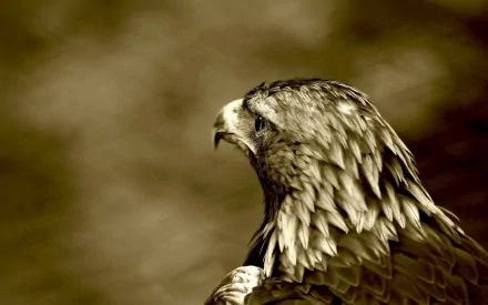 Animal eagle HD Desktop Wallpaper | Background Image