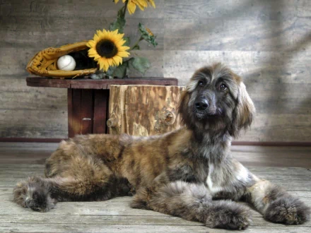 Afghan hound dog (animal) reclining against a rustic wooden backdrop with a sunflower and straw hat — HD PC desktop wallpaper/background.