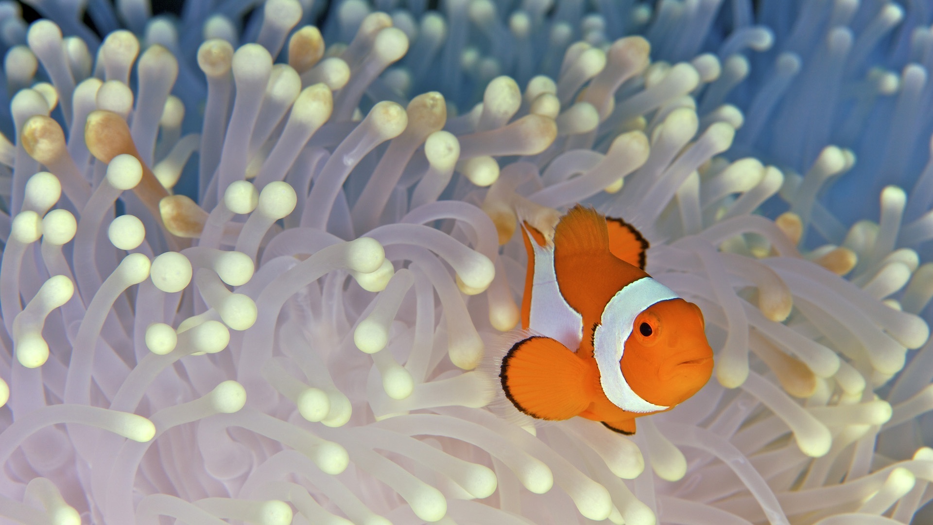 Download Sea Anemone Underwater Fish Pastel Animal Clownfish HD Wallpaper