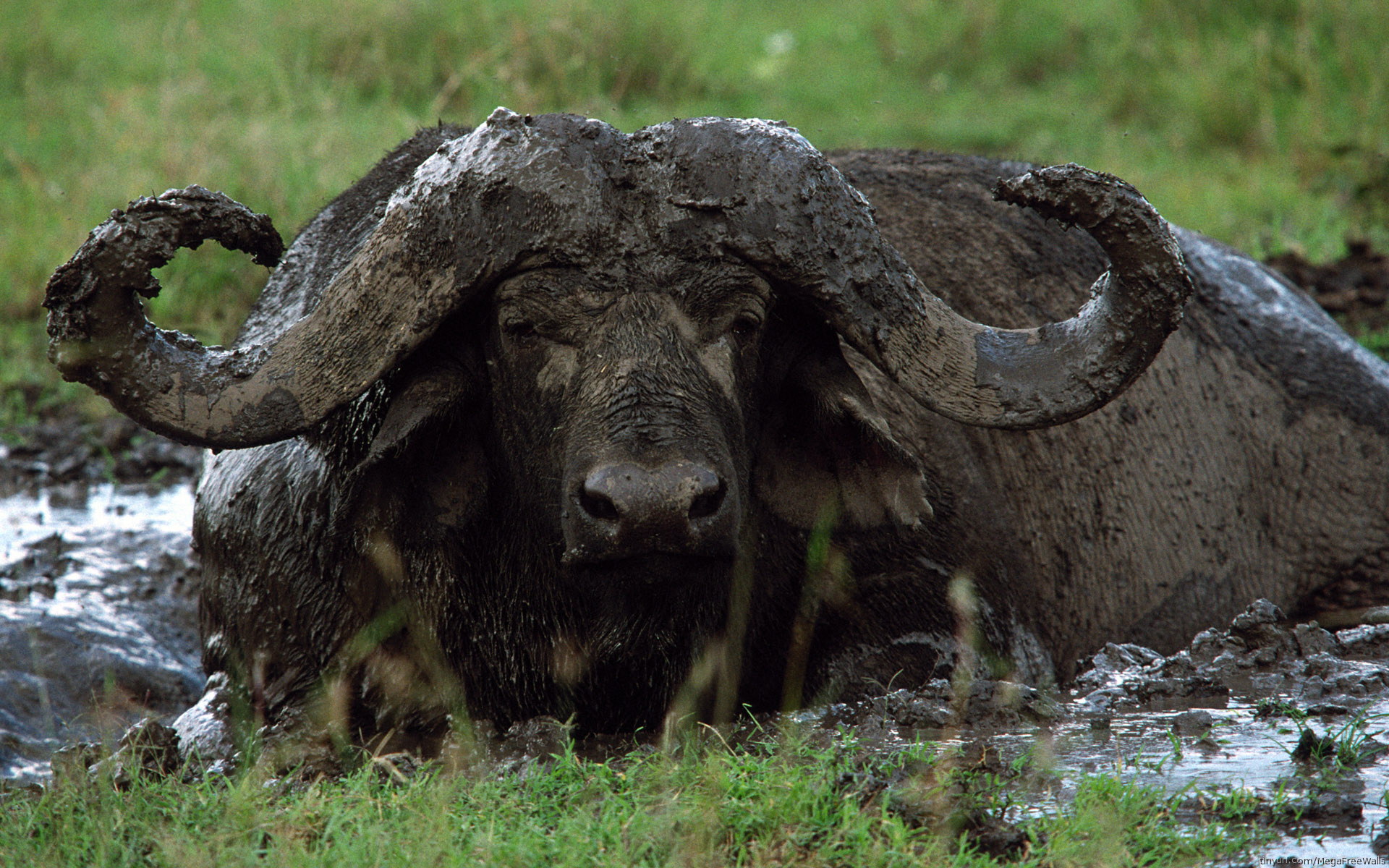 Animal African Buffalo HD Wallpaper | Background Image