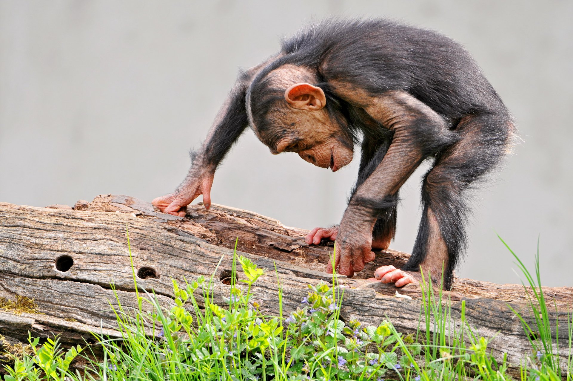 Download Animal Chimpanzee HD Wallpaper