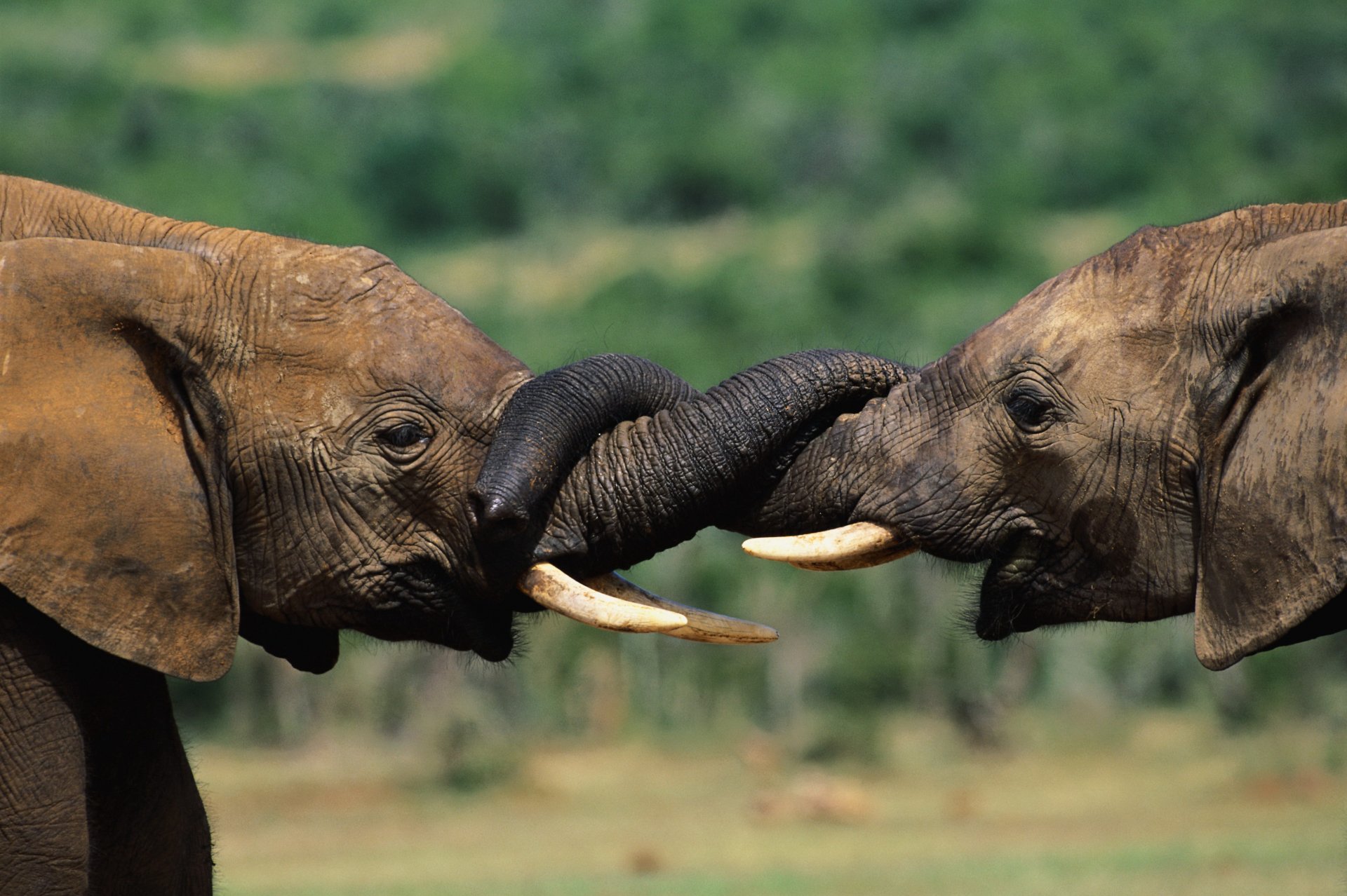 Two African bush elephants gently intertwine their trunks in a close-up 4K Ultra HD desktop wallpaper showcasing wildlife in vivid detail.