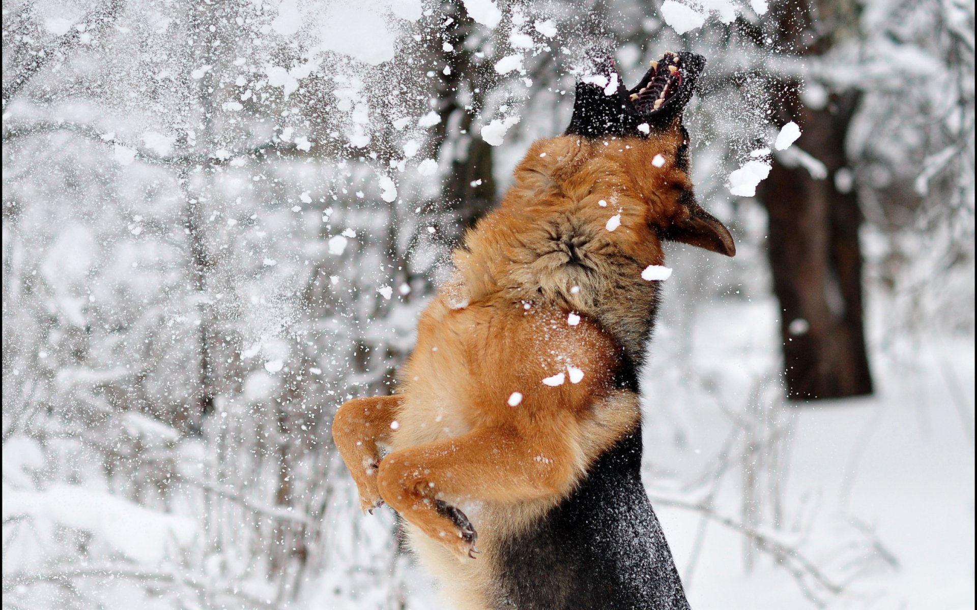 A playful German Shepherd leaps in the snow, caught mid-air, as snowflakes fall around it, creating a vibrant winter scene for an HD desktop wallpaper or background.