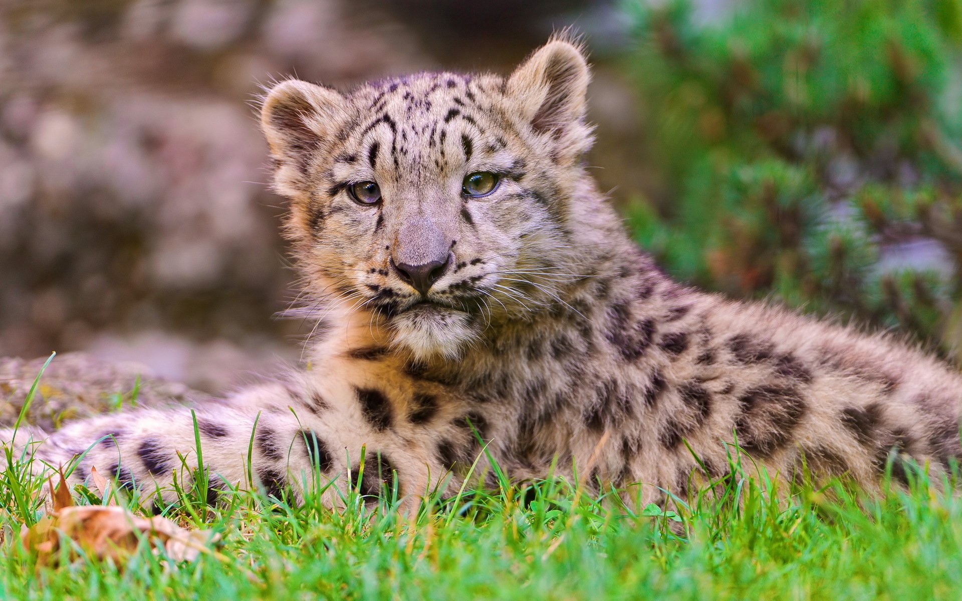 Download Animal Snow Leopard HD Wallpaper