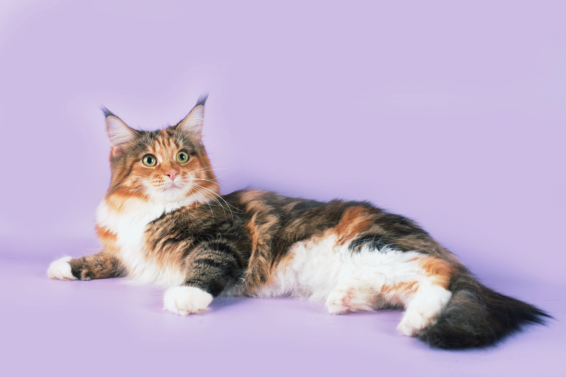Majestic Cat in 4K Ultra HD – Stunning Animal Wallpaper | 3931x2621 ...