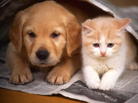 Animal cute HD Desktop Wallpaper | Background Image
