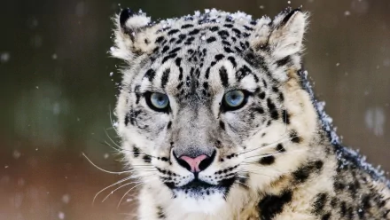 HD image of a snow leopard with piercing blue eyes, set against a snowy backdrop. This striking wallpaper captures the majestic animal in detail.