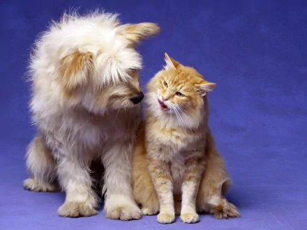 Animal cute HD Desktop Wallpaper | Background Image
