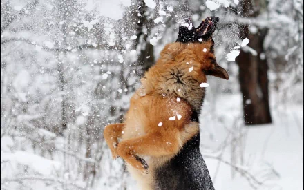 A playful German Shepherd leaps in the snow, caught mid-air, as snowflakes fall around it, creating a vibrant winter scene for an HD desktop wallpaper or background.