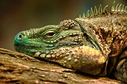 Animal lizard HD Desktop Wallpaper | Background Image