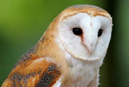 Close-up HD image of a barn owl with white and brown feathers against a blurred green background, designed as a PC desktop wallpaper and background.
