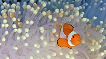 A vibrant clownfish nestled among pastel-colored sea anemone tentacles underwater, captured in HD for a detailed desktop wallpaper background.