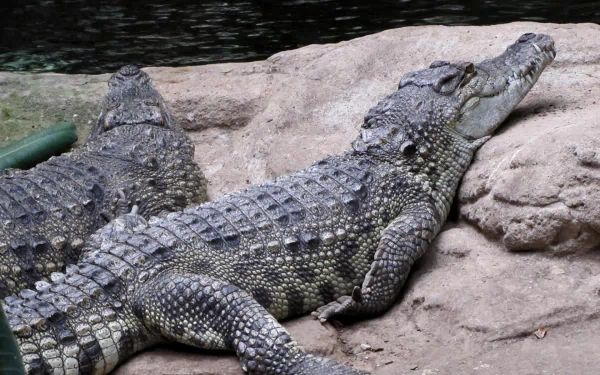 HD PC desktop wallpaper featuring a close-up of two alligators resting on rocky terrain beside a dark water body.