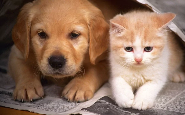 Animal cute HD Desktop Wallpaper | Background Image