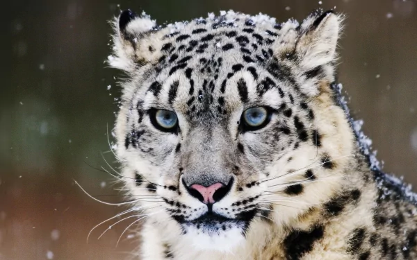 HD image of a snow leopard with piercing blue eyes, set against a snowy backdrop. This striking wallpaper captures the majestic animal in detail.