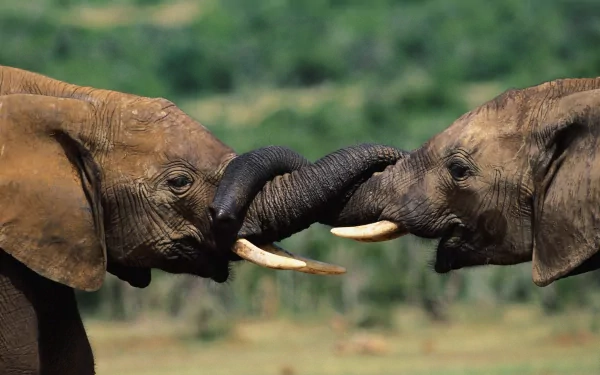 Two African bush elephants gently intertwine their trunks in a close-up 4K Ultra HD desktop wallpaper showcasing wildlife in vivid detail.