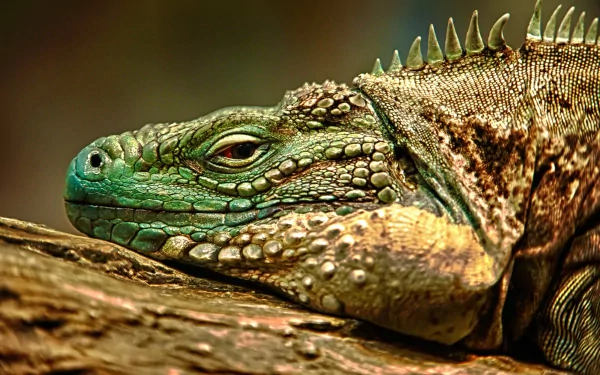 Animal lizard HD Desktop Wallpaper | Background Image