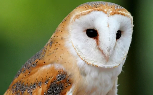 Animal barn owl HD Desktop Wallpaper | Background Image