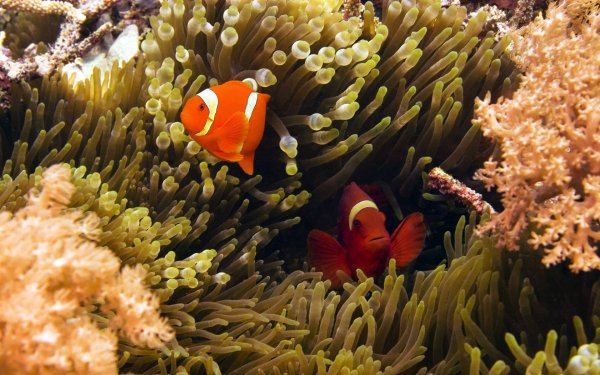 Animal Clownfish Fishes Fish Underwater Sea Anemone HD Wallpaper | Background Image