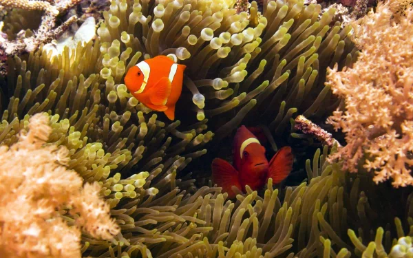 Underwater HD wallpaper featuring vibrant clownfish swimming among the tentacles of a sea anemone in a colorful marine environment.