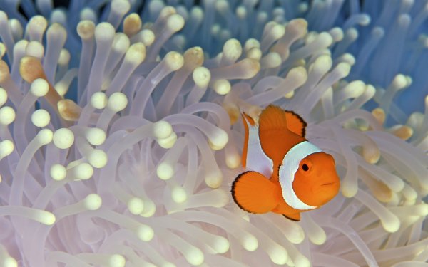 Animal Clownfish Fishes Pastel Fish Underwater Sea Anemone HD Wallpaper | Background Image