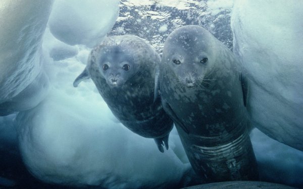Animal Seal Seals Underwater HD Wallpaper | Background Image