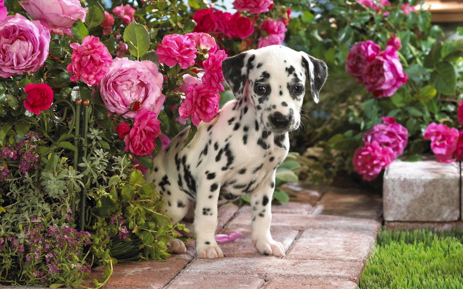 A charming Dalmatian puppy sits among vibrant pink roses, creating a delightful scene in this HD wallpaper, capturing the beauty of nature and playful animals.