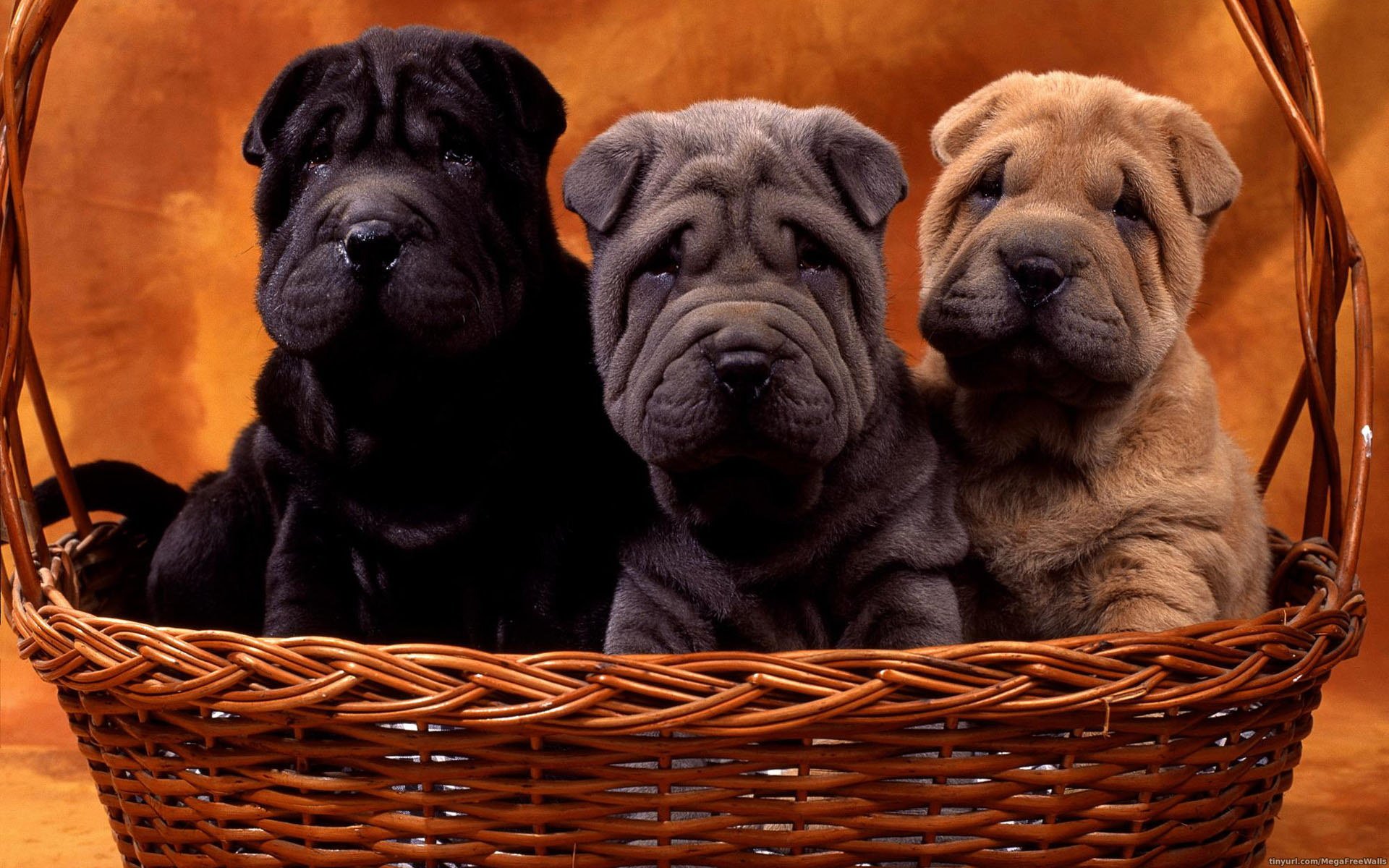 Three adorable Shar Pei puppies sitting together in a woven basket, captured in an HD PC desktop wallpaper showcasing their distinct wrinkled features.