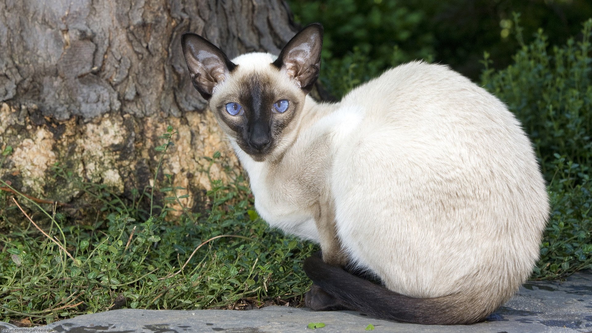  Siamese  Cat  HD  Wallpaper  Background Image 1920x1080 