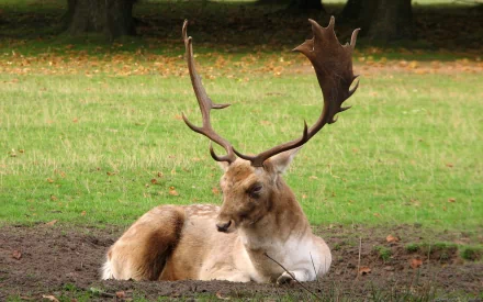 HD PC desktop wallpaper of an elk (animal) resting on a grassy field, its large antlers arched against a soft, tree-lined background.