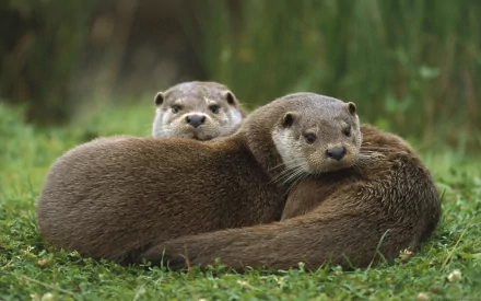 Two otters cuddle together on a grassy surface, creating a serene scene. This HD image serves as a charming desktop wallpaper and background.
