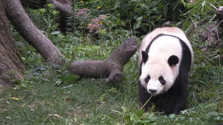 A high-definition desktop wallpaper featuring a panda walking through a lush, green, forested area.