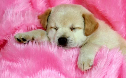 A cute Labrador puppy is sleeping peacefully on a soft, pink blanket. This HD desktop wallpaper and background captures the serene and adorable moment.