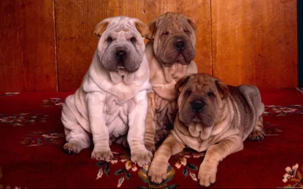 A charming HD desktop wallpaper featuring three adorable Shar Pei puppies resting together on a patterned rug, showcasing their unique wrinkled skin and playful expressions.