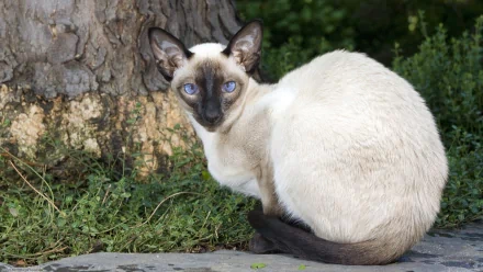 HD desktop wallpaper featuring a Siamese cat with striking blue eyes sitting near a tree trunk in a natural outdoor setting.