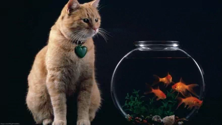 An orange cat with a green collar gazes curiously at a fishbowl filled with vibrant goldfish, set against a dark background, creating a captivating HD desktop wallpaper.
