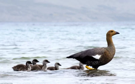 HD desktop wallpaper of a goose and its goslings swimming in the waters of the Falkland Islands, showcasing wildlife in a natural habitat.