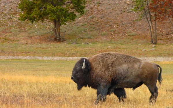 HD desktop wallpaper featuring an American bison walking through a grassy field with trees in the background, showcasing the majestic buffalo in its natural habitat.