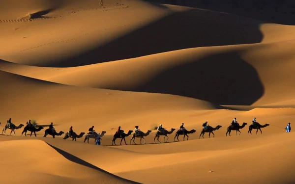 A camel caravan traverses the golden sands of a Moroccan desert, showcasing the serene beauty of the landscape in this stunning HD wallpaper.