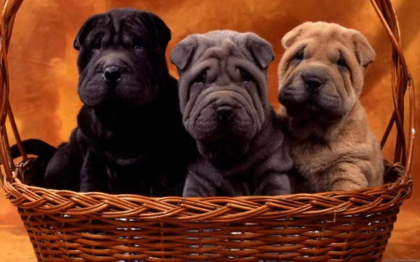 Three adorable Shar Pei puppies sitting together in a woven basket, captured in an HD PC desktop wallpaper showcasing their distinct wrinkled features.