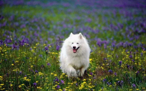 A playful Samoyed dog runs joyfully through a vibrant meadow filled with purple and yellow wildflowers, captured in high-definition for a stunning desktop wallpaper.