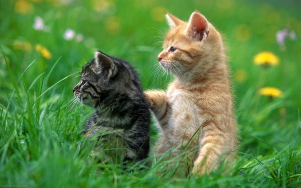 Animal Cute Cat Kitten Grass HD Wallpaper | Background Image