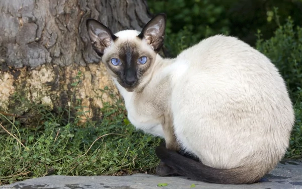 HD desktop wallpaper featuring a Siamese cat with striking blue eyes sitting near a tree trunk in a natural outdoor setting.