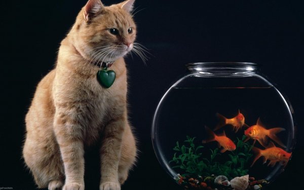 Animal Cat Cats Fish Goldfish HD Wallpaper | Background Image