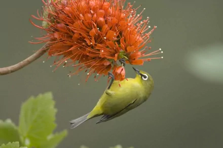 A Japanese white-eye bird gracefully feeds on vibrant orange flowers, creating a stunning nature scene that serves as a captivating HD desktop wallpaper and background.