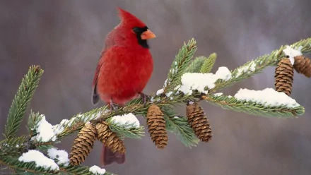 A vibrant northern cardinal perched on a snow-dusted pine branch with several pine cones, captured in HD for a desktop wallpaper background.