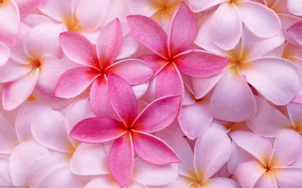 pink flower plumeria flower nature frangipani HD Desktop Wallpaper | Background Image