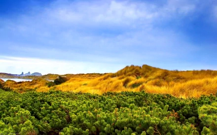 HD PC desktop wallpaper showcasing a vibrant landscape of green saw grass and golden sand dunes under a bright blue sky.