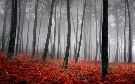 A foggy forest with tall trees standing in an enchanting red undergrowth, captured in a high-definition nature wallpaper.